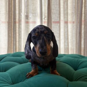 Ben - Dachshund