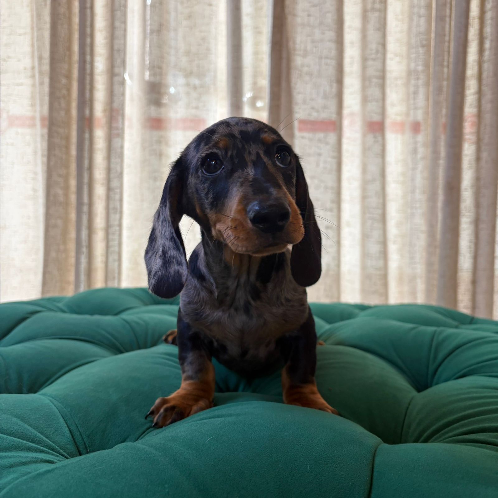 Ben - Dachshund - Image 5