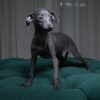 Zena - Italian Greyhound