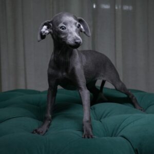 Zena - Italian Greyhound