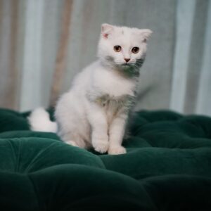 Fuzzy - Scottish Fold