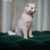 Fuzzy - Scottish Fold - Image 3