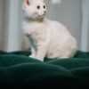Fuzzy - Scottish Fold - Image 4