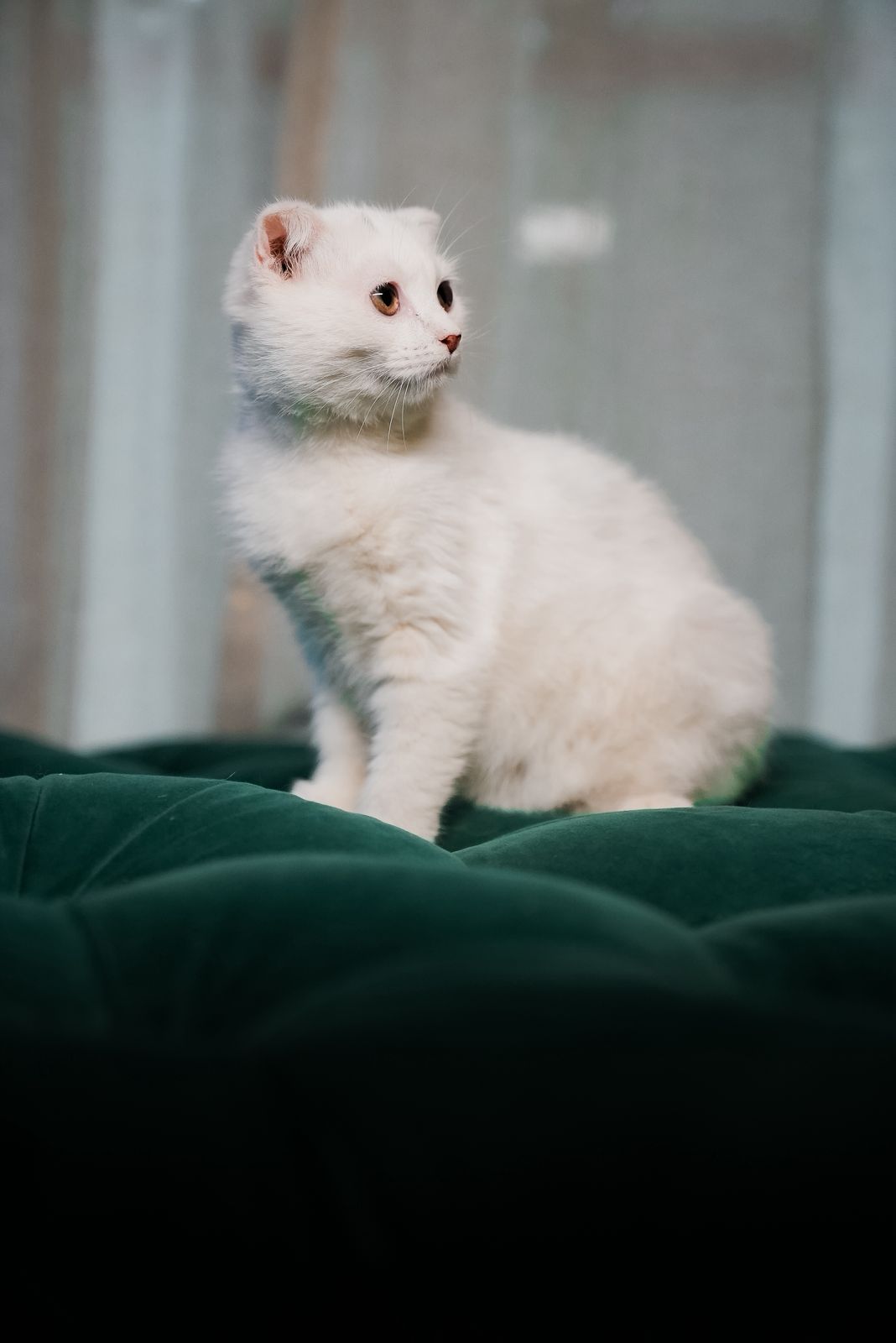 Fuzzy - Scottish Fold - Image 4