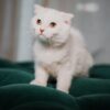 Fuzzy - Scottish Fold - Image 5