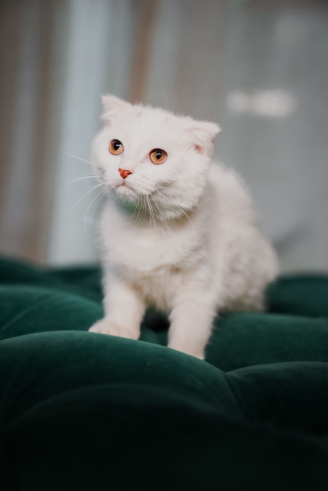 Fuzzy - Scottish Fold - Image 5