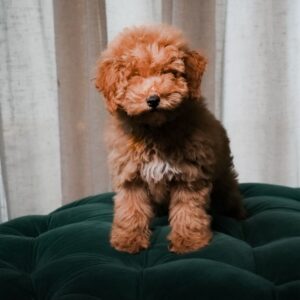 Aria – Toy Poodle