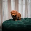 Aria – Toy Poodle - Image 3
