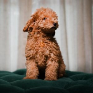 Abbi – Toy Poodle