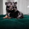 Remy - Pomeranian - Image 2