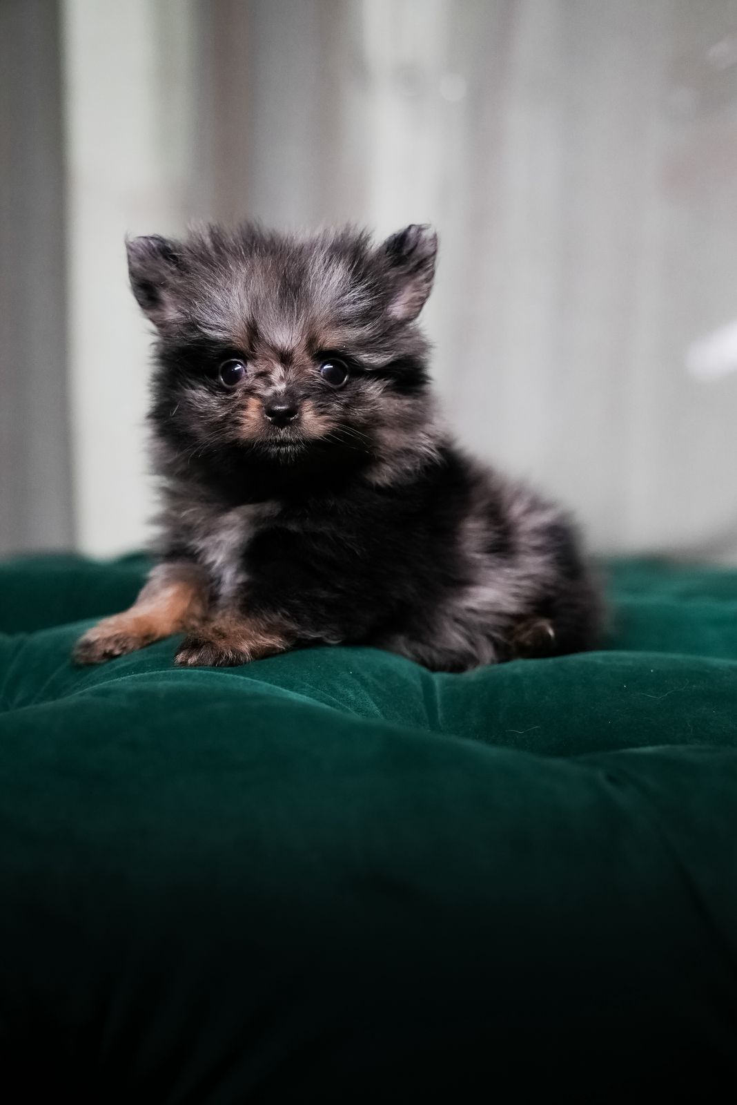 Remy - Pomeranian - Image 2