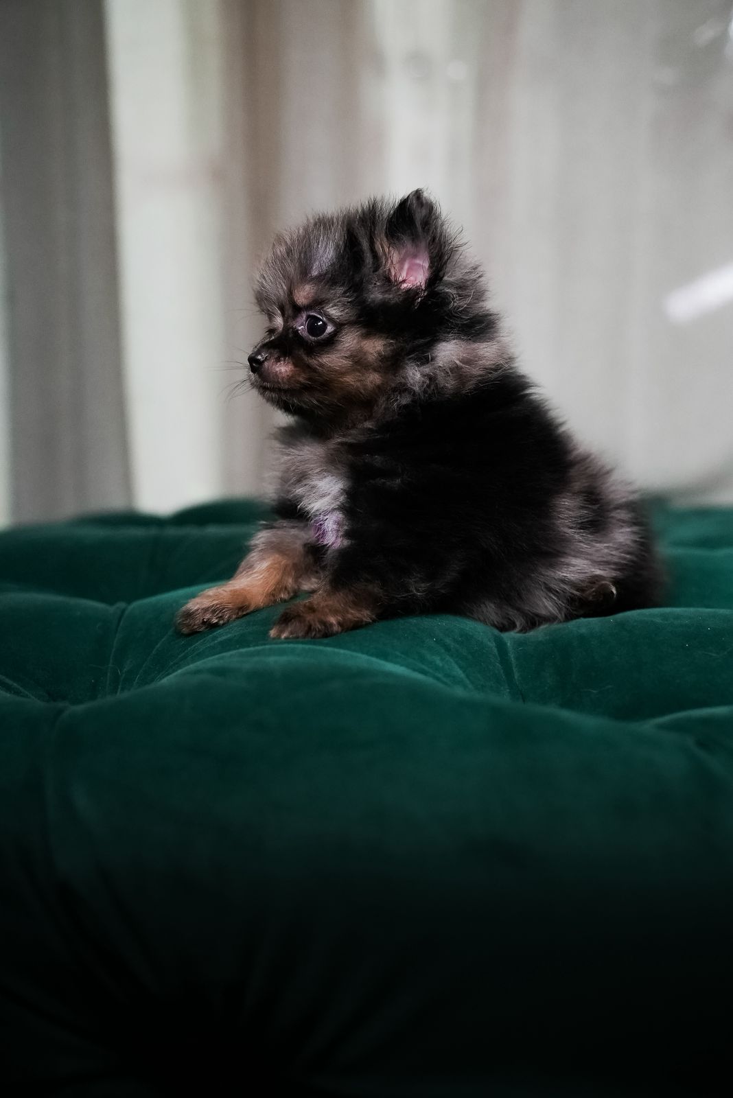 Remy - Pomeranian - Image 3
