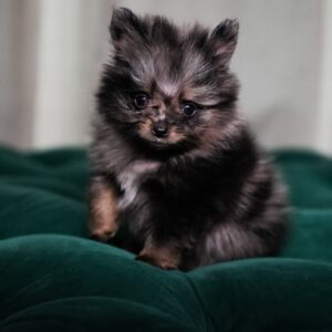 Remy - Pomeranian