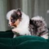 Joey – Pomeranian - Image 2