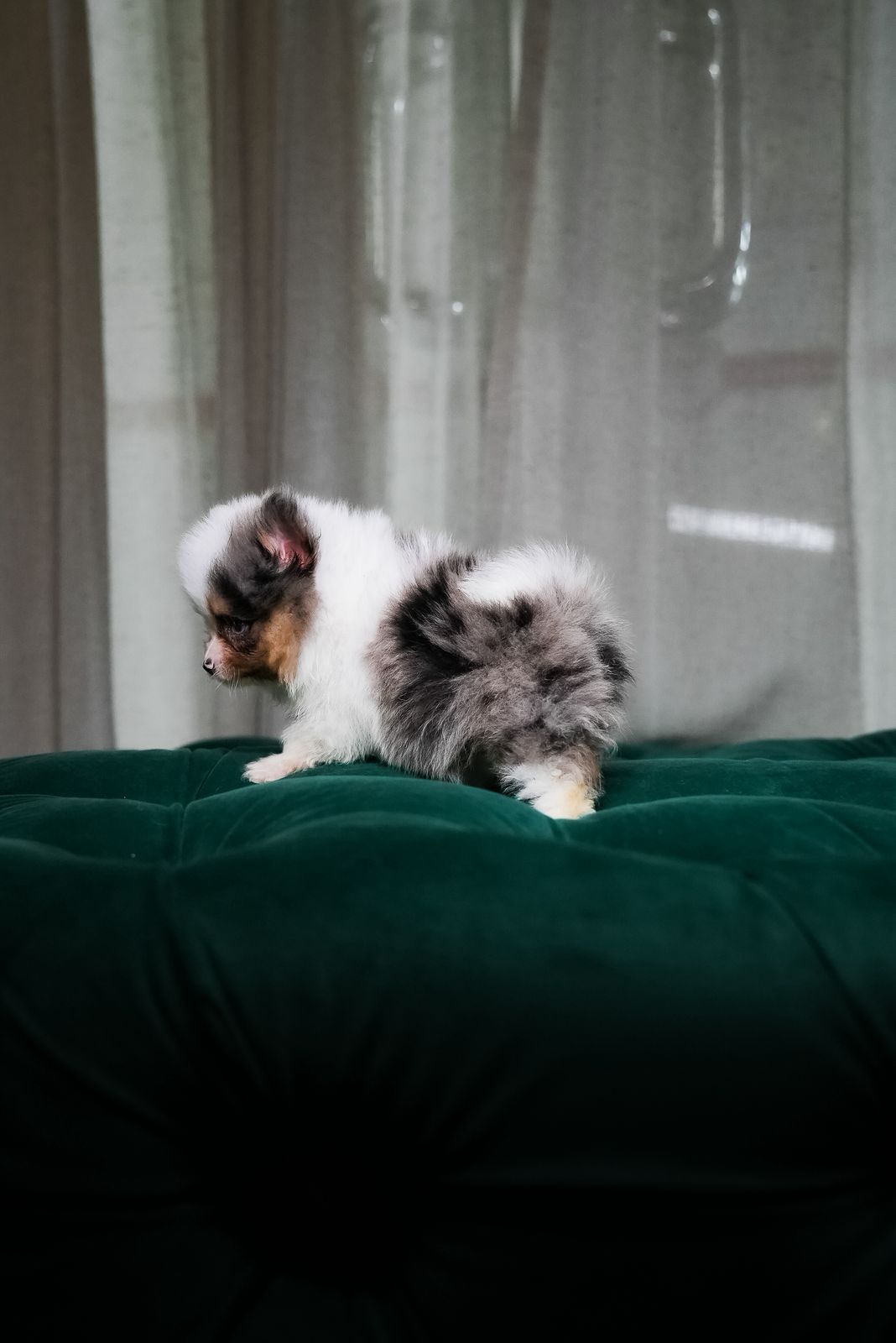 Joey β Pomeranian - Image 3