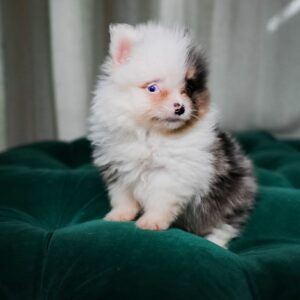 Joey – Pomeranian