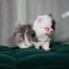 Joey – Pomeranian - Image 5