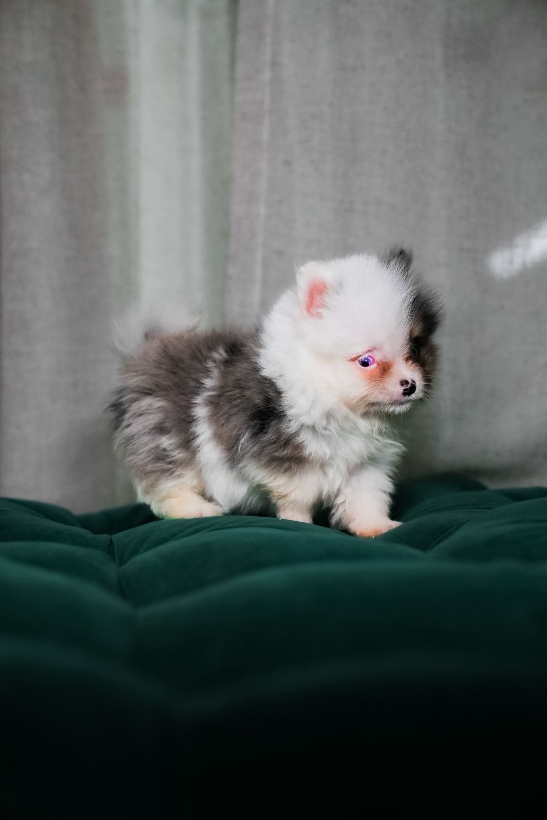 Joey β Pomeranian - Image 5