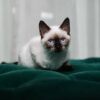 Lucky – Siamese - Image 2
