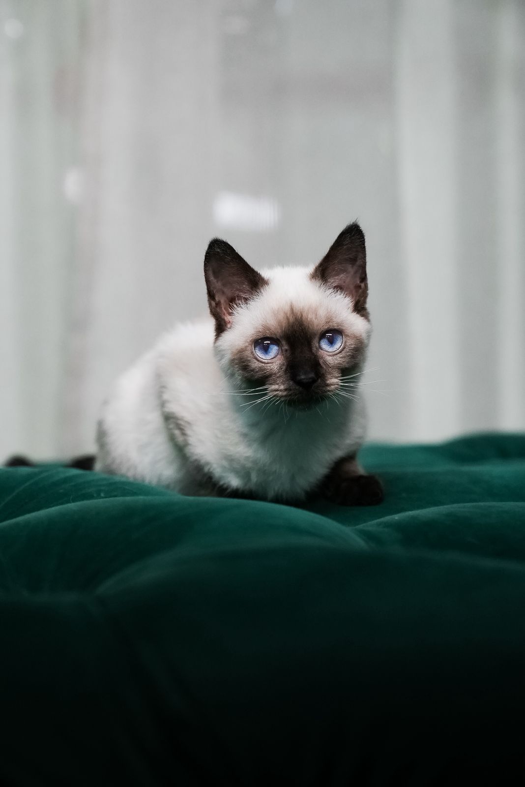 Lucky β Siamese - Image 2
