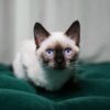 Lucky – Siamese
