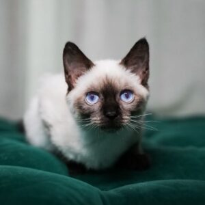 Lucky – Siamese