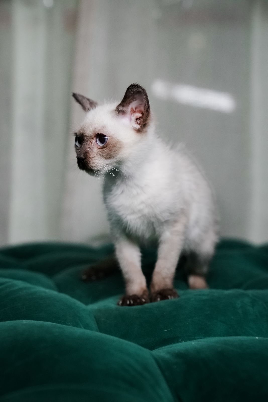 Smokey β Siamese - Image 3