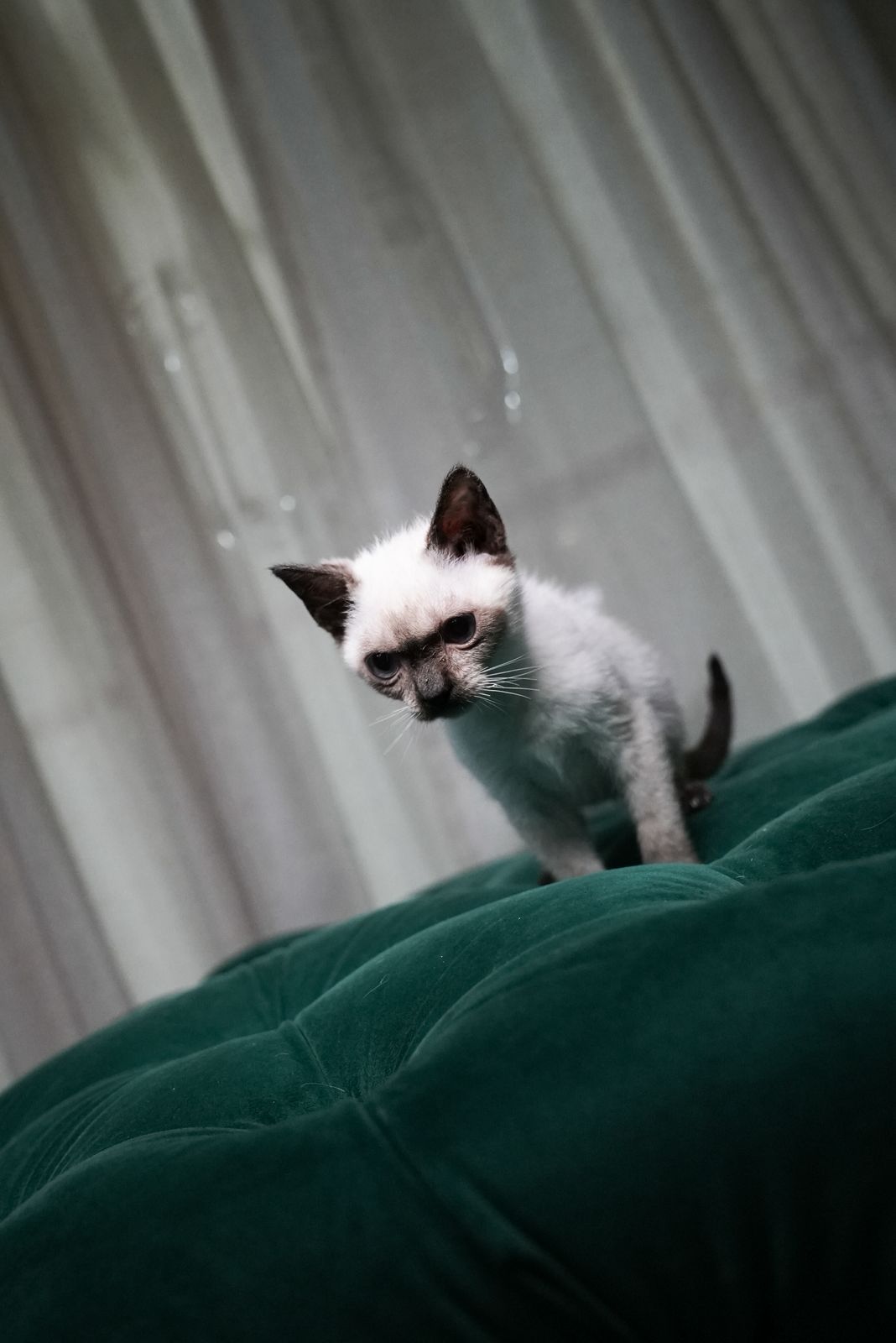 Smokey β Siamese - Image 4