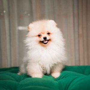 Bella - Pomeranian