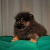 Barney - Pomeranian - Image 2