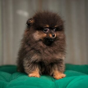 Barney - Pomeranian