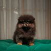 Barney - Pomeranian - Image 4