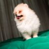 Ben - Pomeranian - Image 2