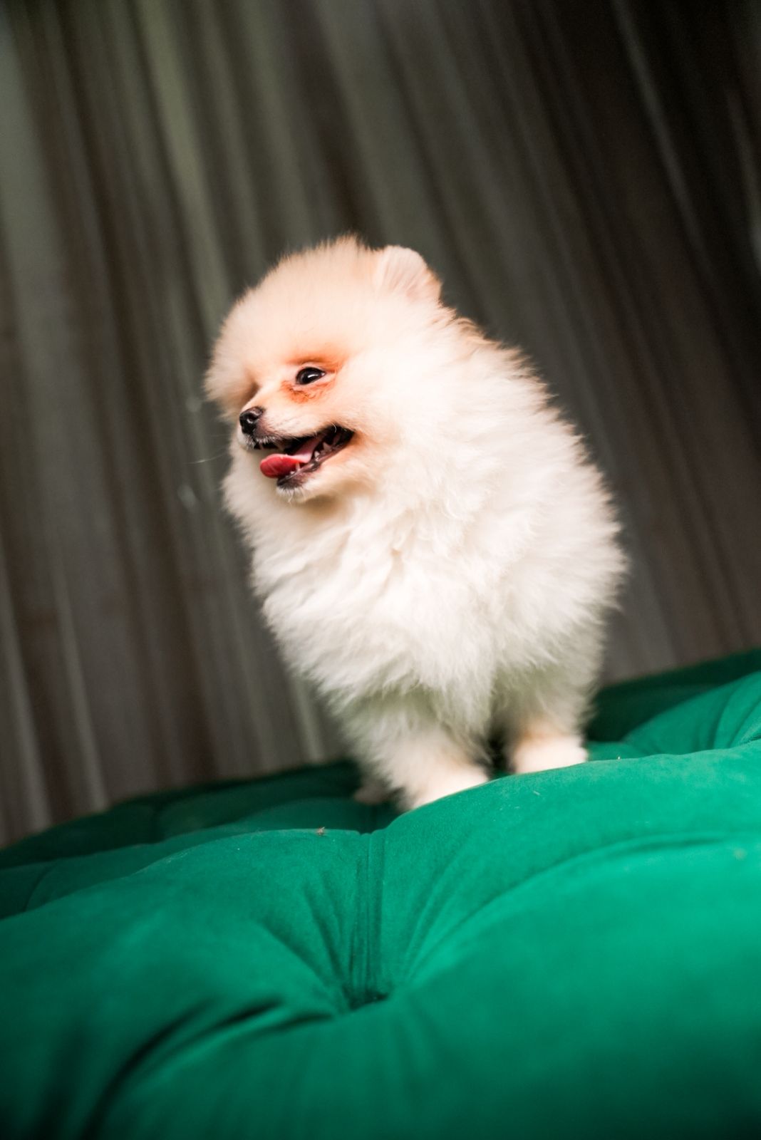 Ben - Pomeranian - Image 2