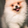 Ben - Pomeranian - Image 4