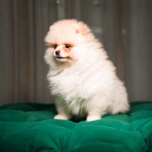 Ben - Pomeranian