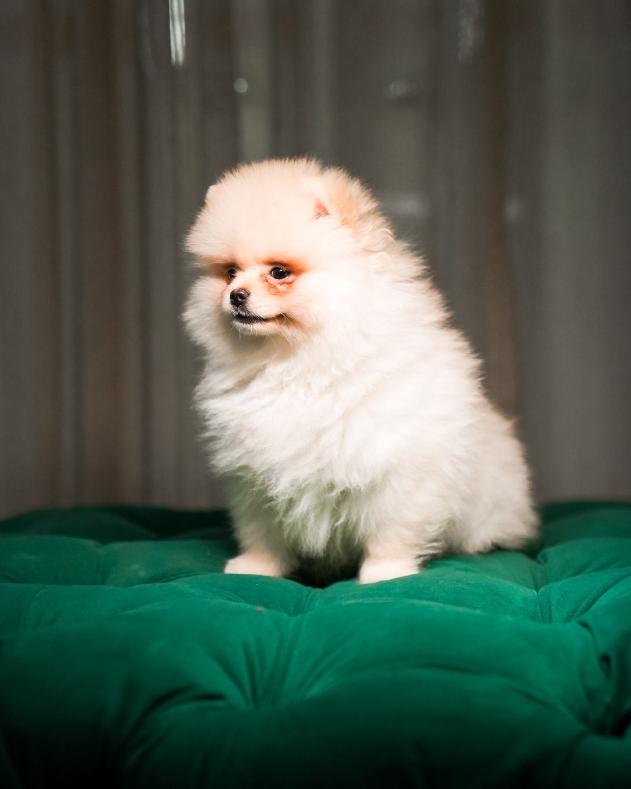 Ben - Pomeranian
