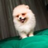 Ben - Pomeranian - Image 5