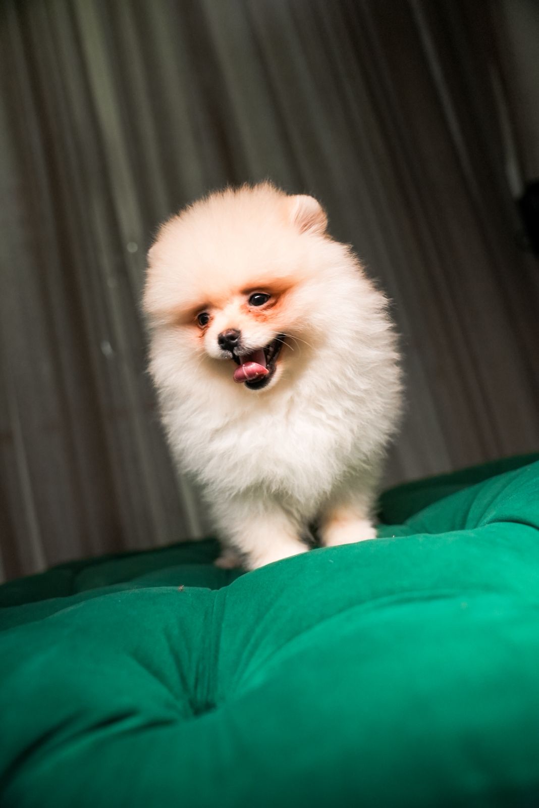 Ben - Pomeranian - Image 5