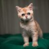 Nina - British Shorthair NY12 - Image 2