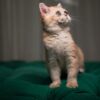 Nina - British Shorthair NY12 - Image 3