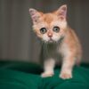 Nina - British Shorthair NY12 - Image 4