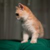 Nina - British Shorthair NY12 - Image 5