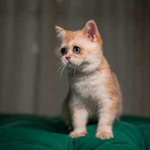 Nina - British Shorthair NY12