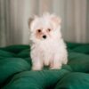Momo - Maltipoo
