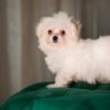 Momo - Maltipoo - Image 4