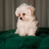 Momo - Maltipoo - Image 3