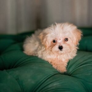 Vanilla - Maltipoo