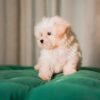 Vanilla - Maltipoo - Image 4