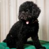 Passo - Miniature Poodle - Image 2